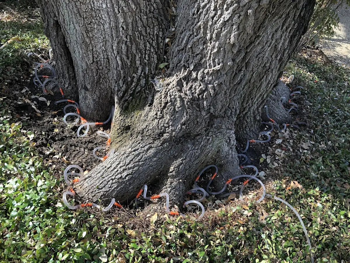 Detailed Tree Cabling and Bracing job site in Bartley